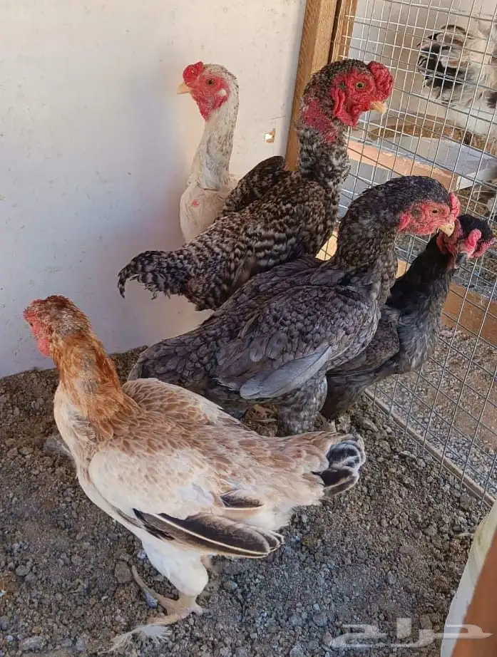 طقم كوشامو منتج ((( تم البيع ))) 11