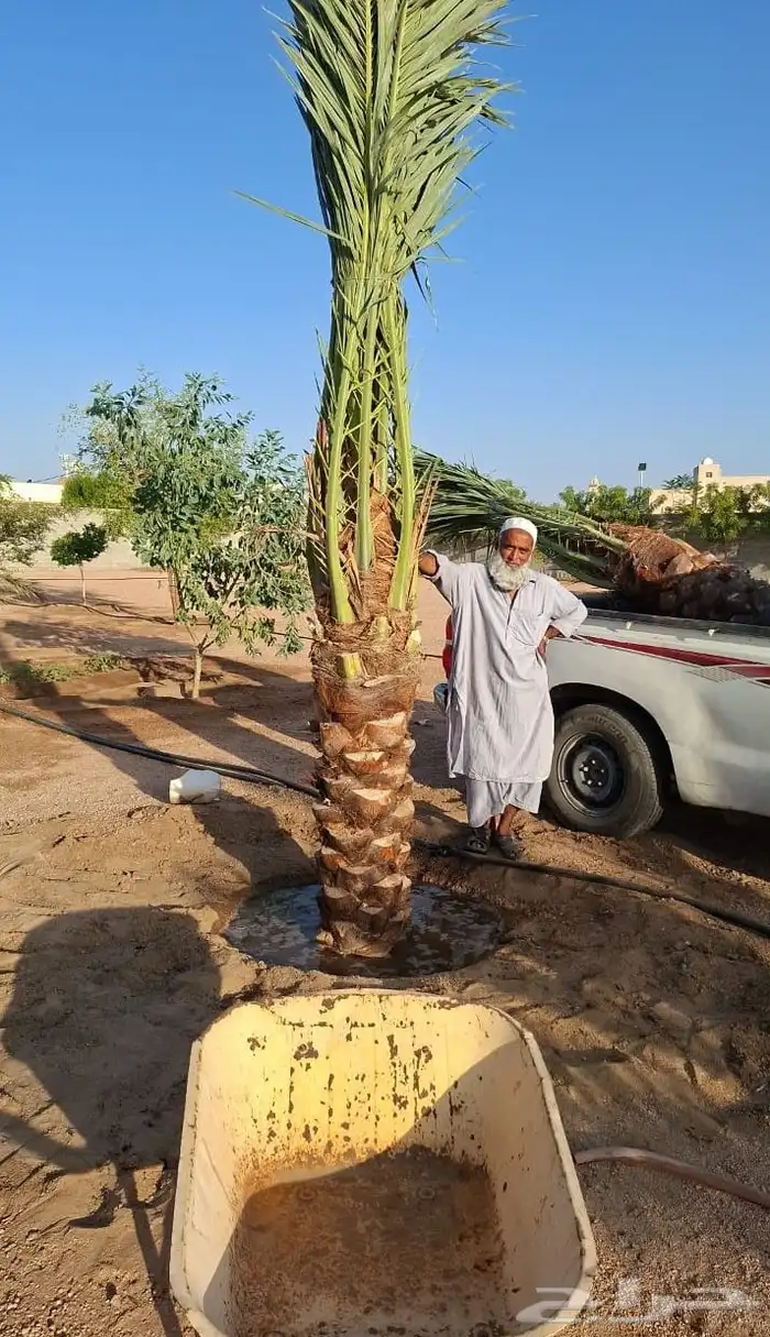 نخل للبيع بجميع انوعها باسعر منافسه اخلاص سكري صقعي مجدوال ب 7