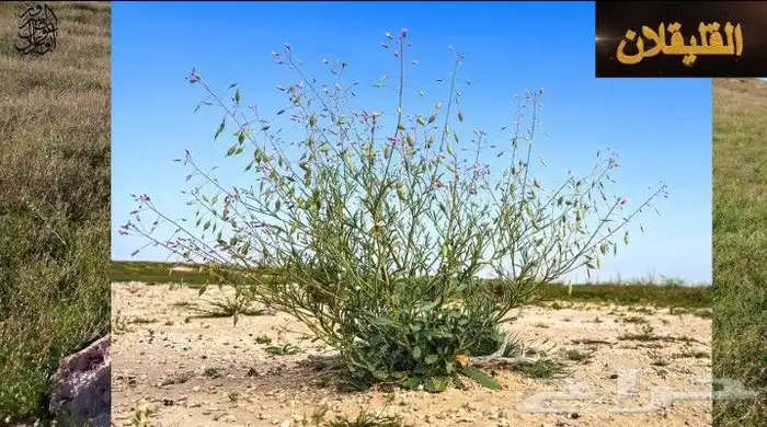 بذور القليقلان 6