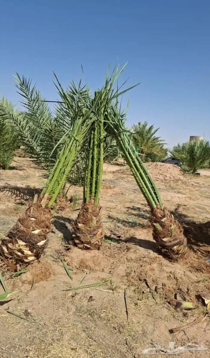 نخل للبيع بجميع انوعها باسعر منافسه اخلاص سكري صقعي مجدوال ب 8