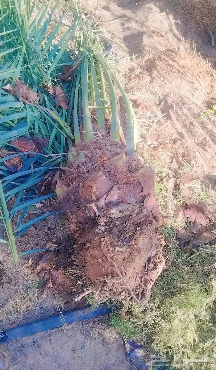 نخل للبيع بجميع انوعها باسعر منافسه اخلاص سكري صقعي مجدوال ب 1