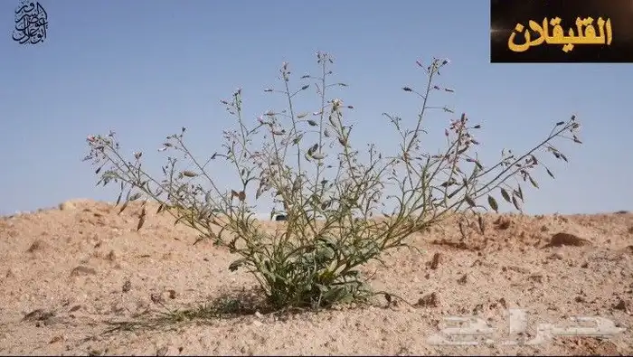 بذور القليقلان 9