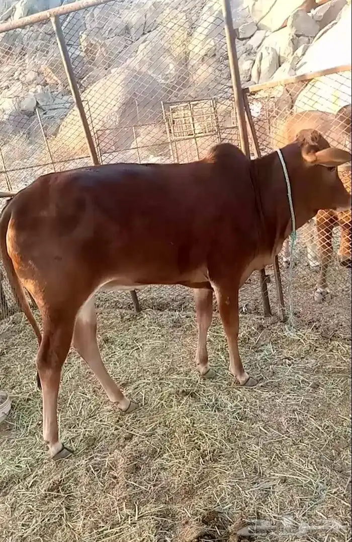 بقره معها بنتها اللي يبغاها سوا واللي يبغاها لحالها 0