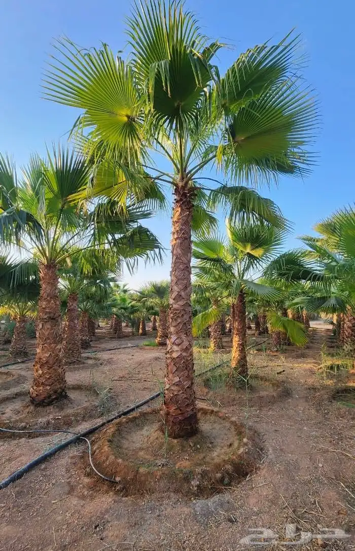 نخبل.واشنطنيا.للبيع 6