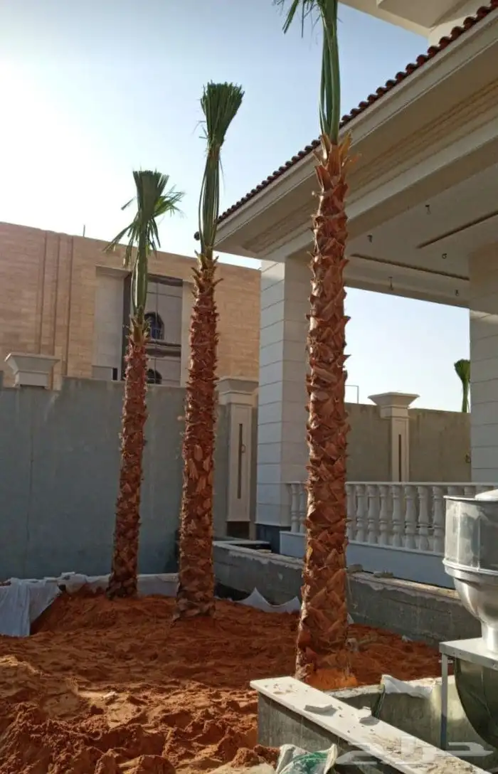 نخبل.واشنطنيا.للبيع 9