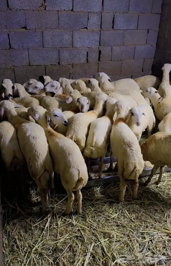 ملحمة النسيم البلدي تيوس خرفان حشوان صغير ويوجد توصيل 10