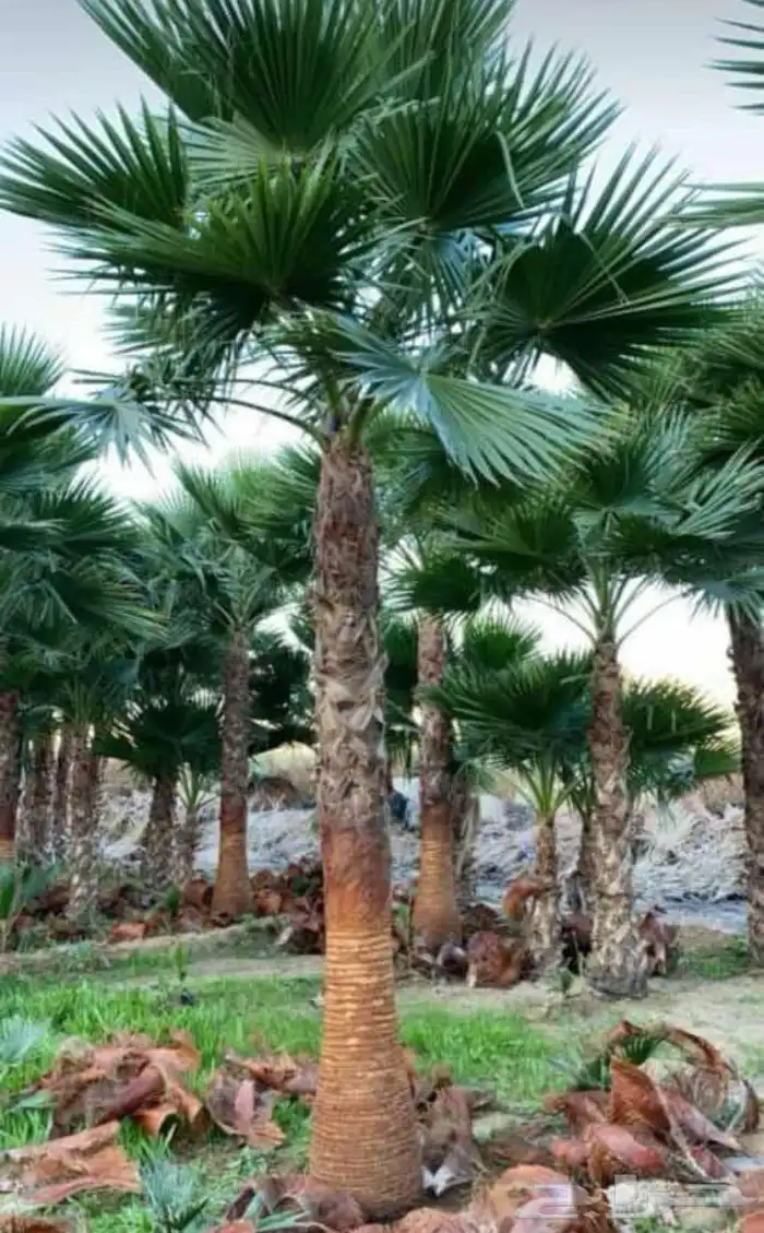 نخبل.واشنطنيا.للبيع 11