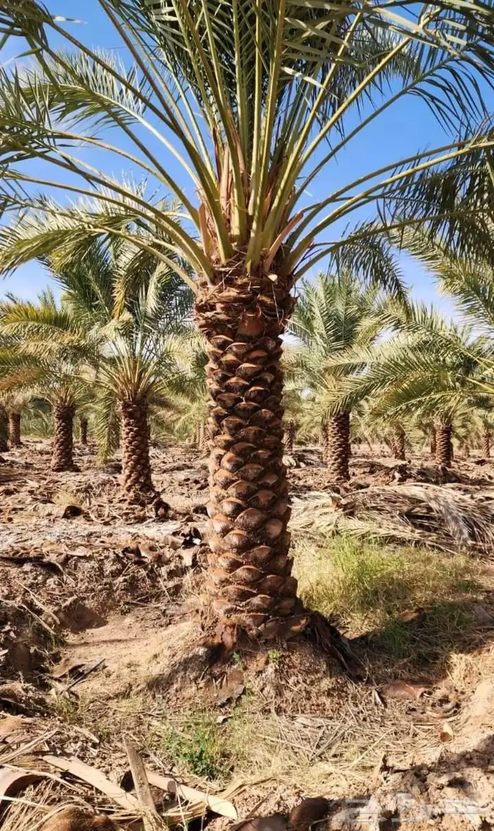 نخل للبيع بجميع انوعها باسعر منافسه اخلاص سكري صقعي مجدوال ب 9