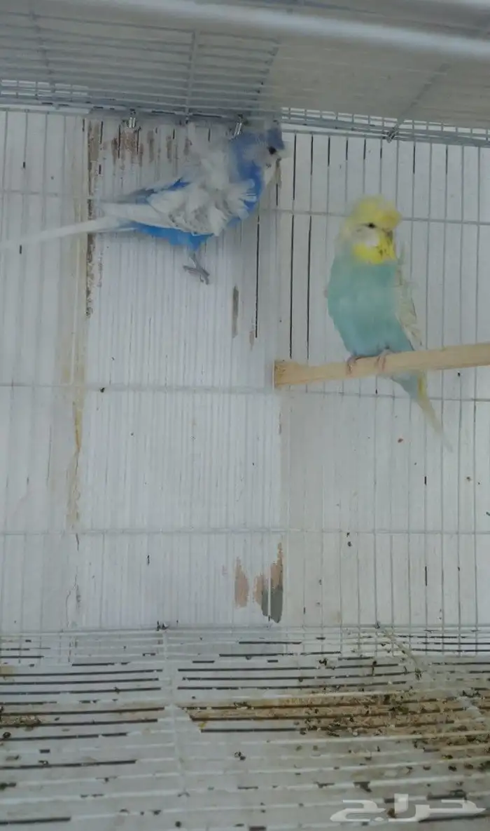 طيور حبي هوقو ونقليزي حضيره 0