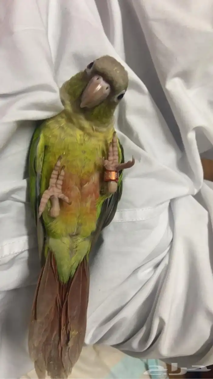 تدريب وترويض جميع انواع الطيور 6