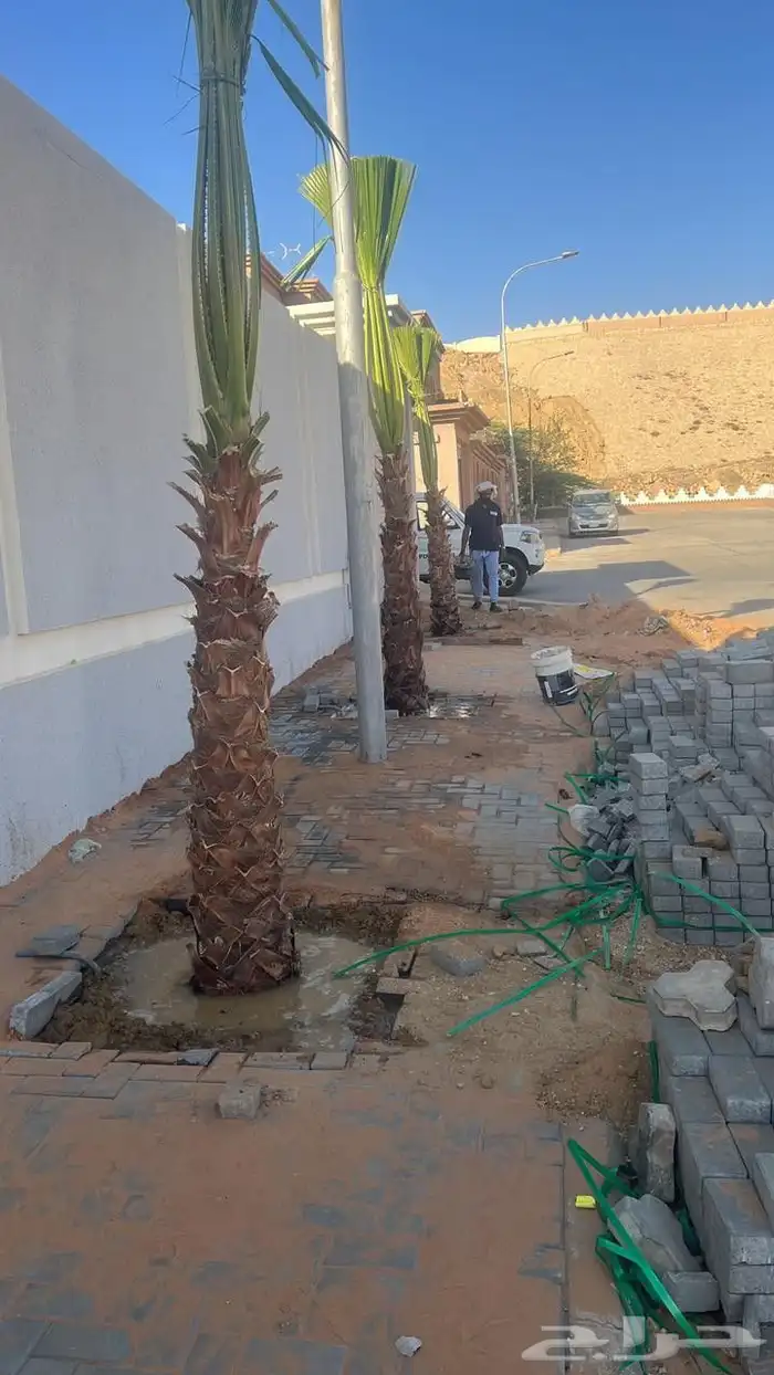 نخل جده ملوكي نخل عربي مثمر ونخل واشنطونيا بجميع المقاسات 4