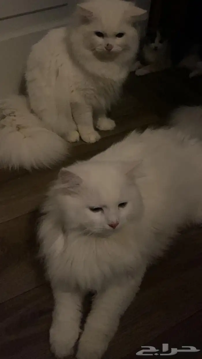 قطط للتبني جميلين مع أغراضهم 2