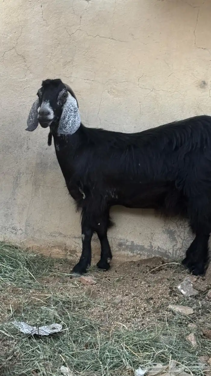 عنز بولدها 3