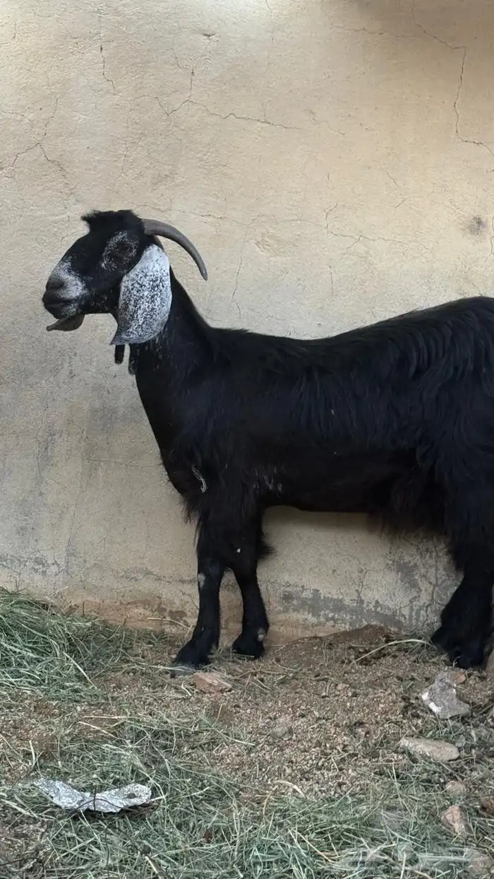 عنز بولدها 0