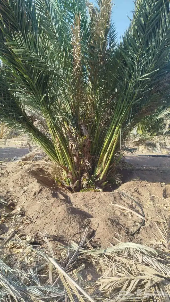 نخل للبيع عربي وزينه واشنطني ونارجين وملوكي 7