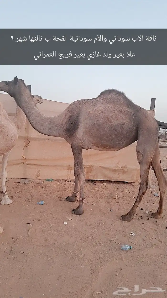 للبيع نياق لقحات 4