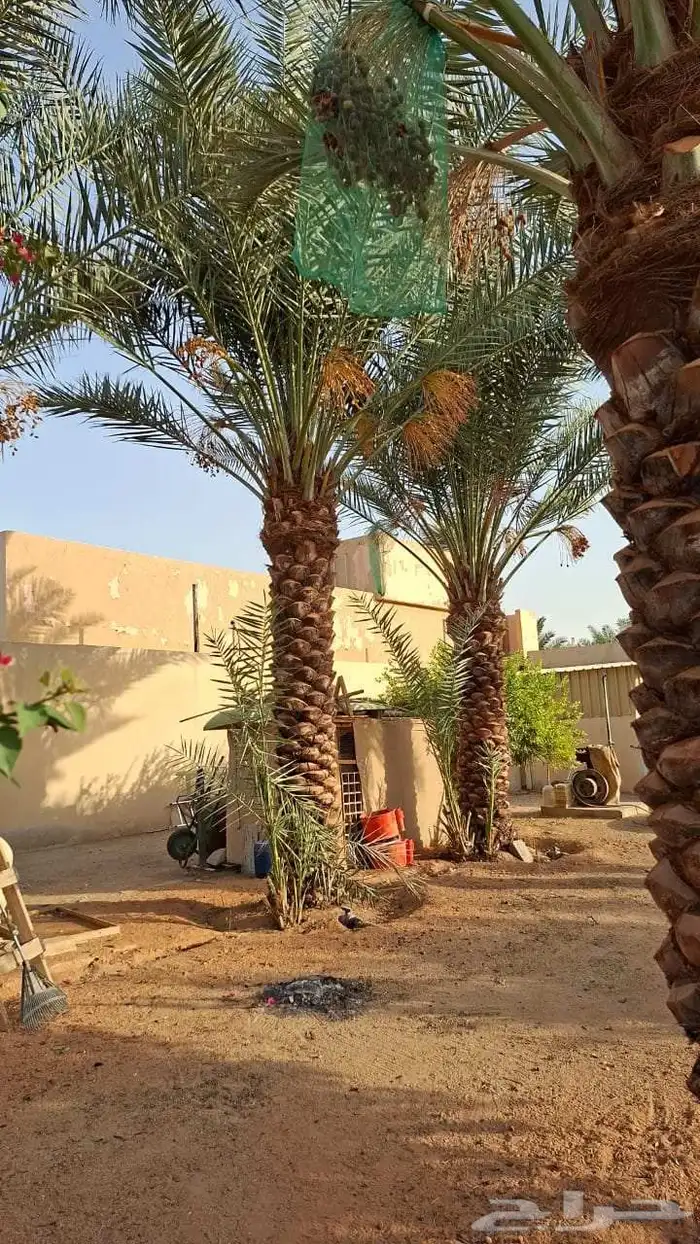 يوجد لدينا نخل عربي وشنطني وفسيل النخل توريد 0