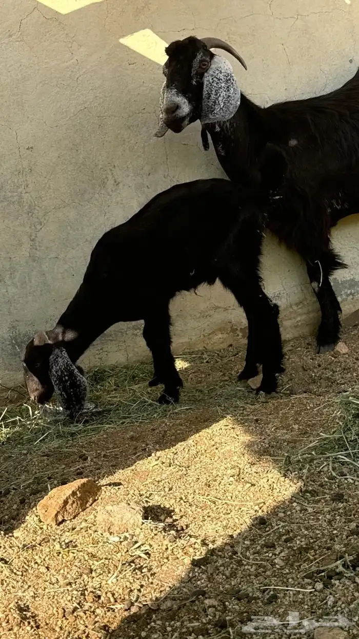 عنز بولدها 2