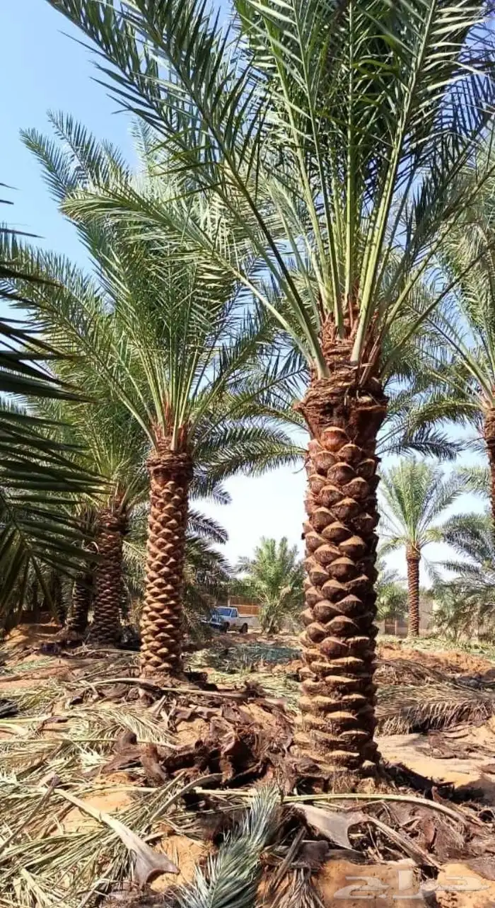 نخل للبيع بجميع انوعها باسعر منافسه اخلاص سكري صقعي مجدوال ب 3