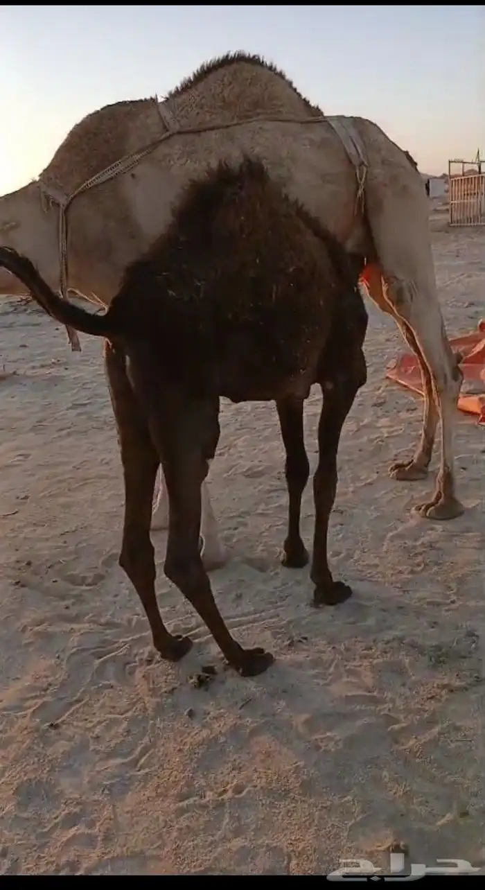 لبيع بكره عمرها 6شهور. على الحليب الموقع العدابه شرق طريب 0