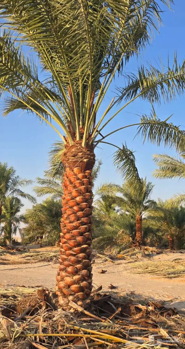 نخبل.واشنطنيا.للبيع 3