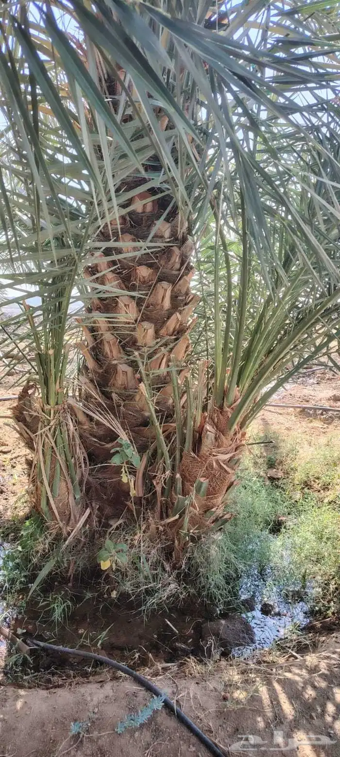 جثايث سكري نخل القصيم نخيل القصيم صقعي مجدول عجوه ونانه لبان 6