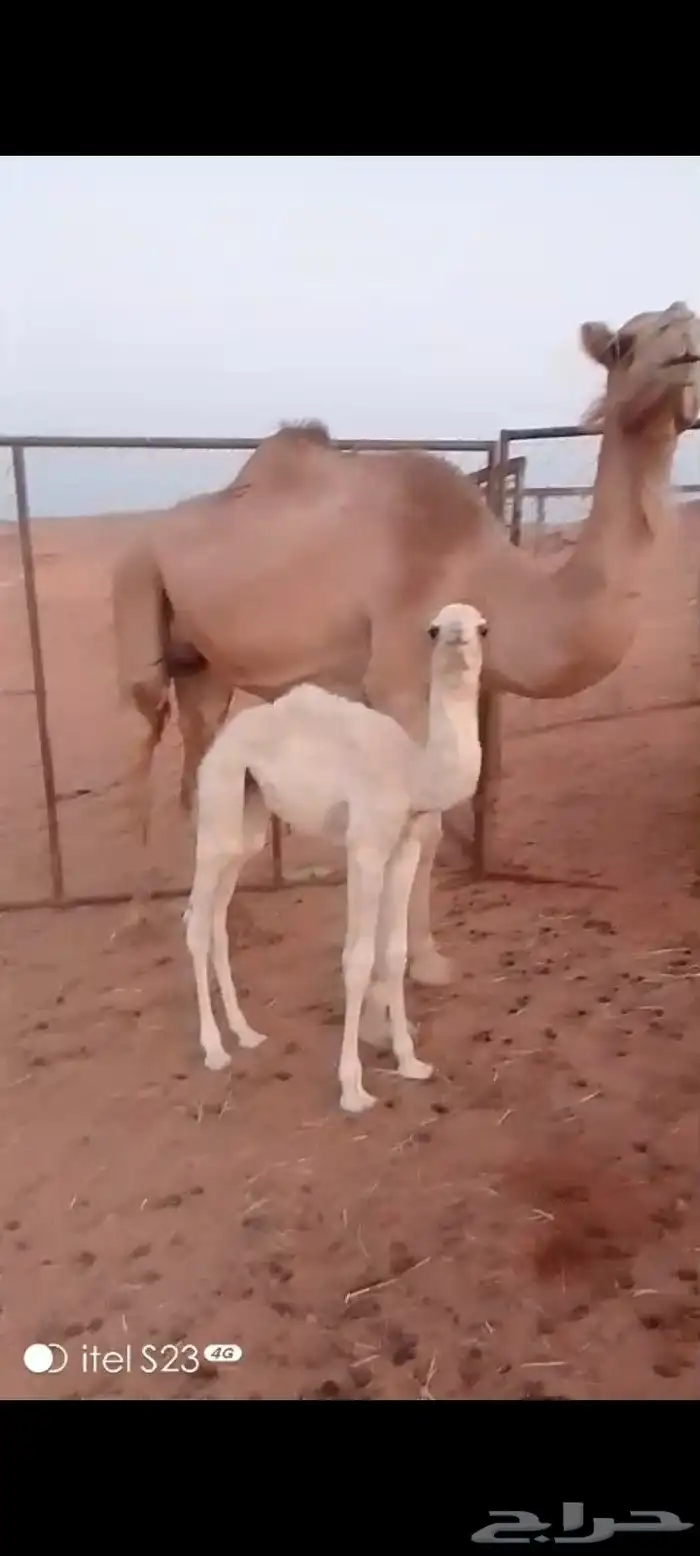 ناقه فيهى ثلاث حراير. تحتهى بكره مهجنه. 1