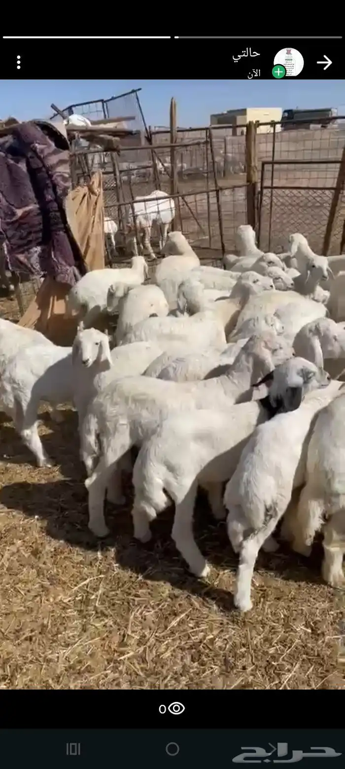 بهم عدد 50 فيها 10 رخال فقط فل شحم 3