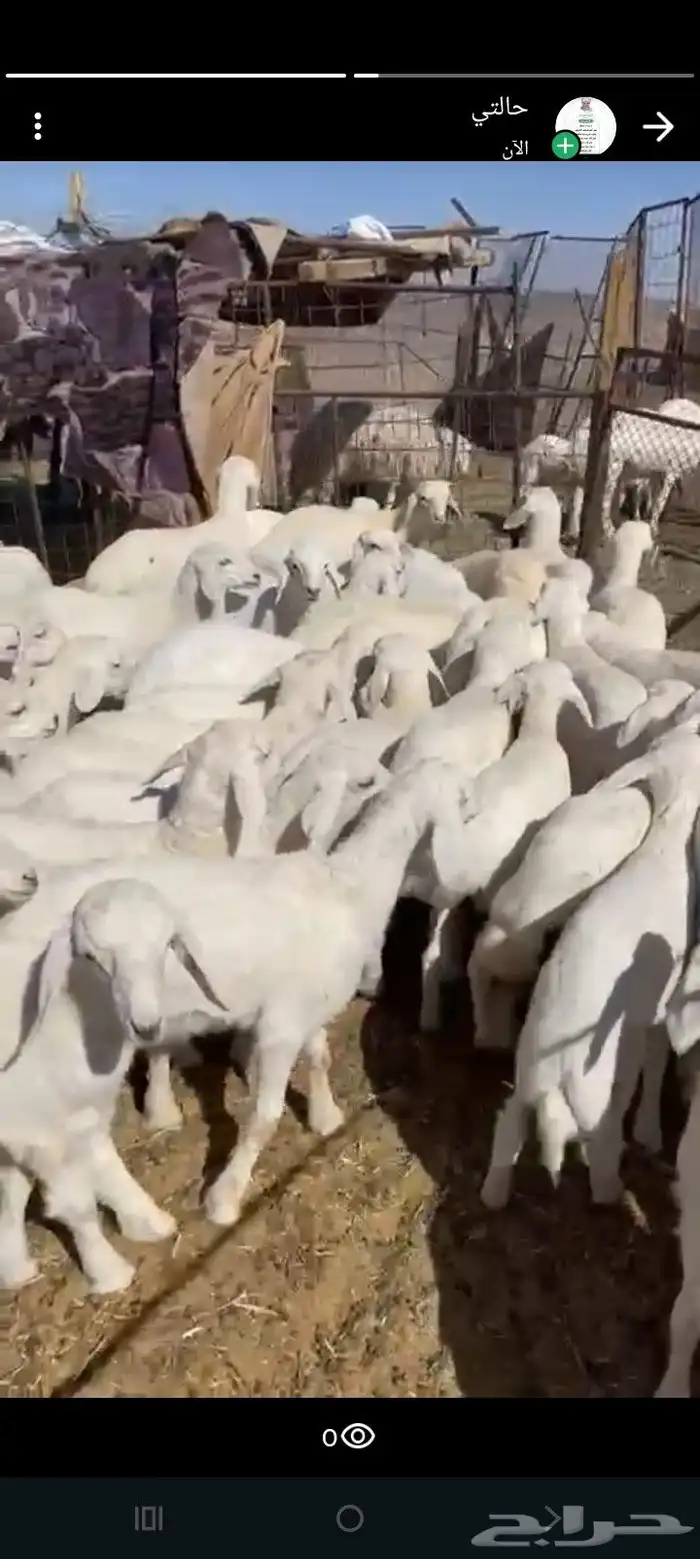 بهم عدد 50 فيها 10 رخال فقط فل شحم 2