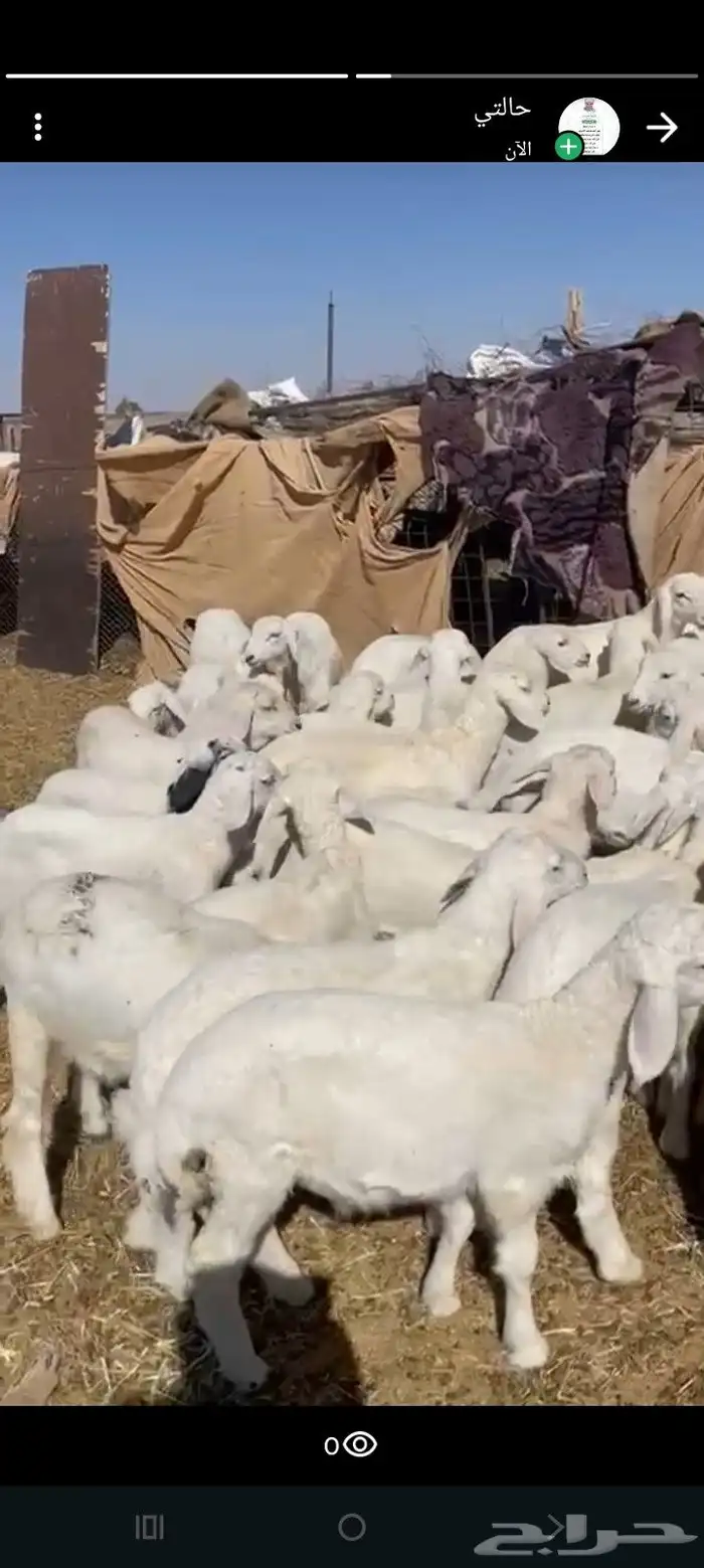 بهم عدد 50 فيها 10 رخال فقط فل شحم 1
