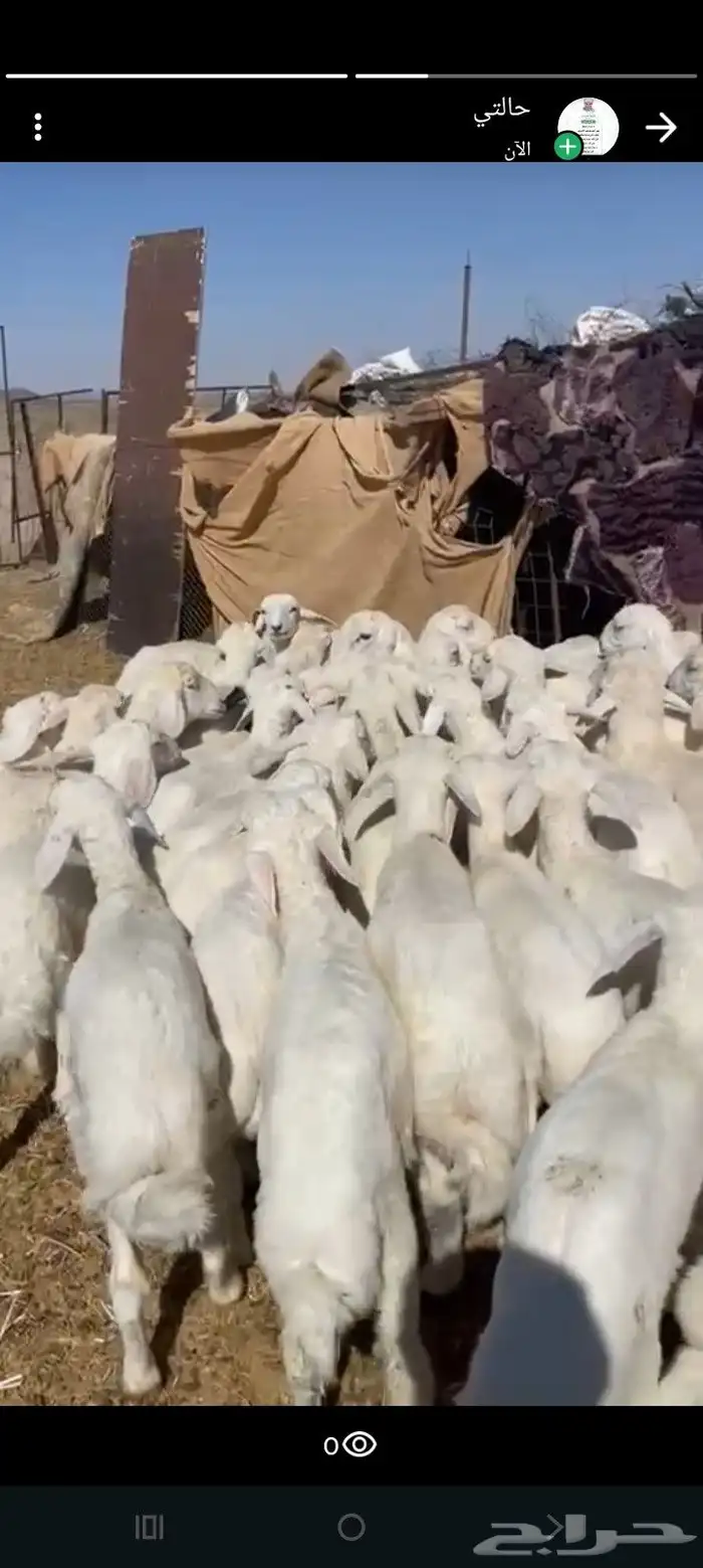 بهم عدد 50 فيها 10 رخال فقط فل شحم 0