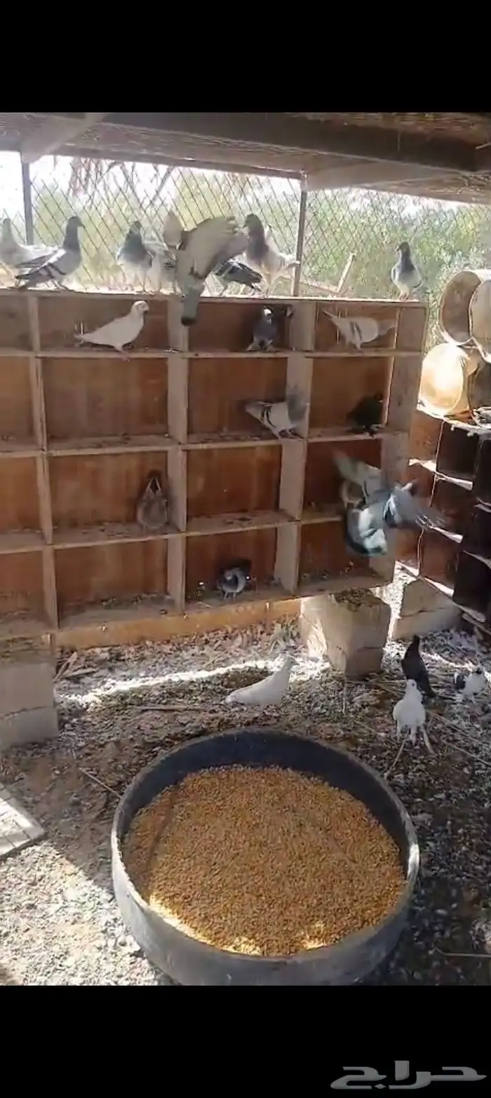 حمام للبيع 0