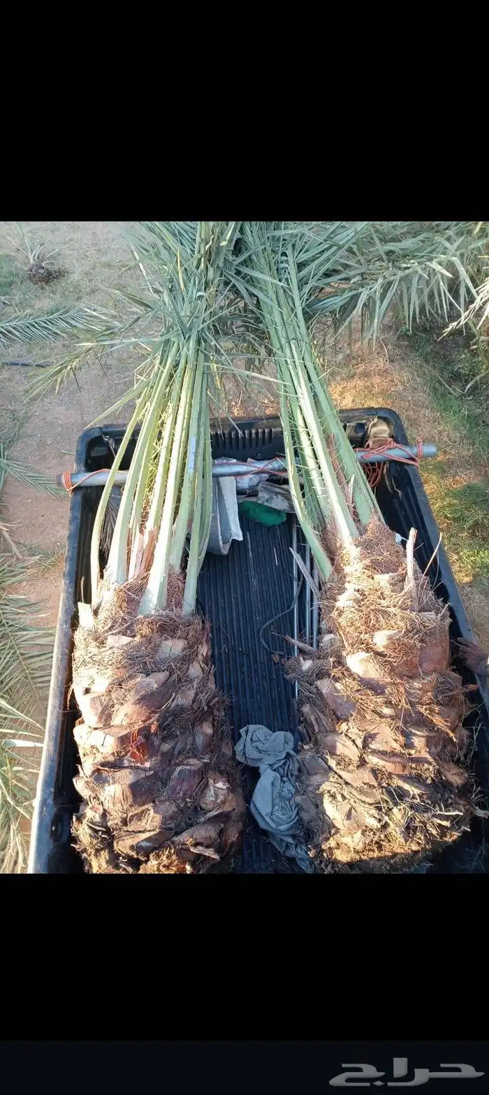 يوجد لدينا فسائل نخل بجميع انواعها المقاسات توصيل كل المناطق 4