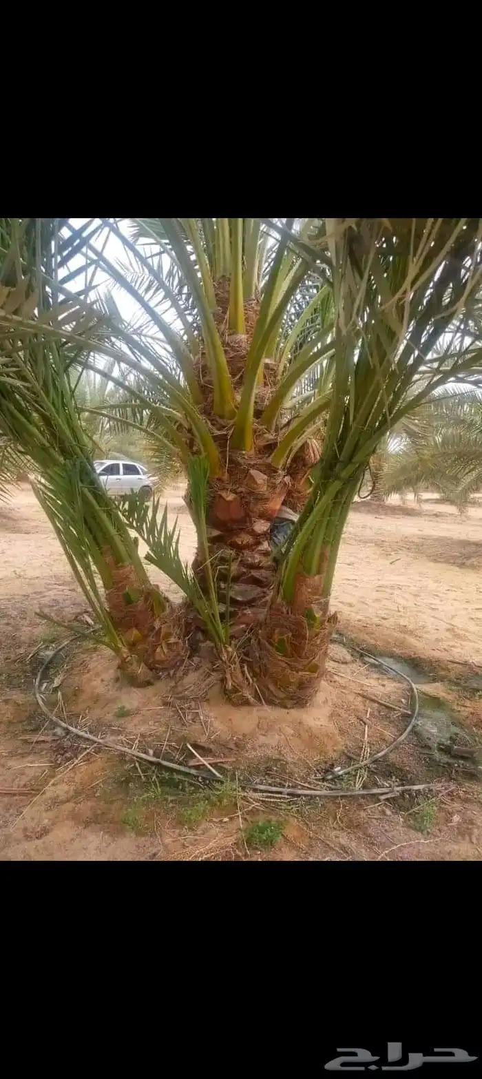 ابو زهران توريد جميع انواع أنخيل عربي وشطني توصيل يشمل جميع 6