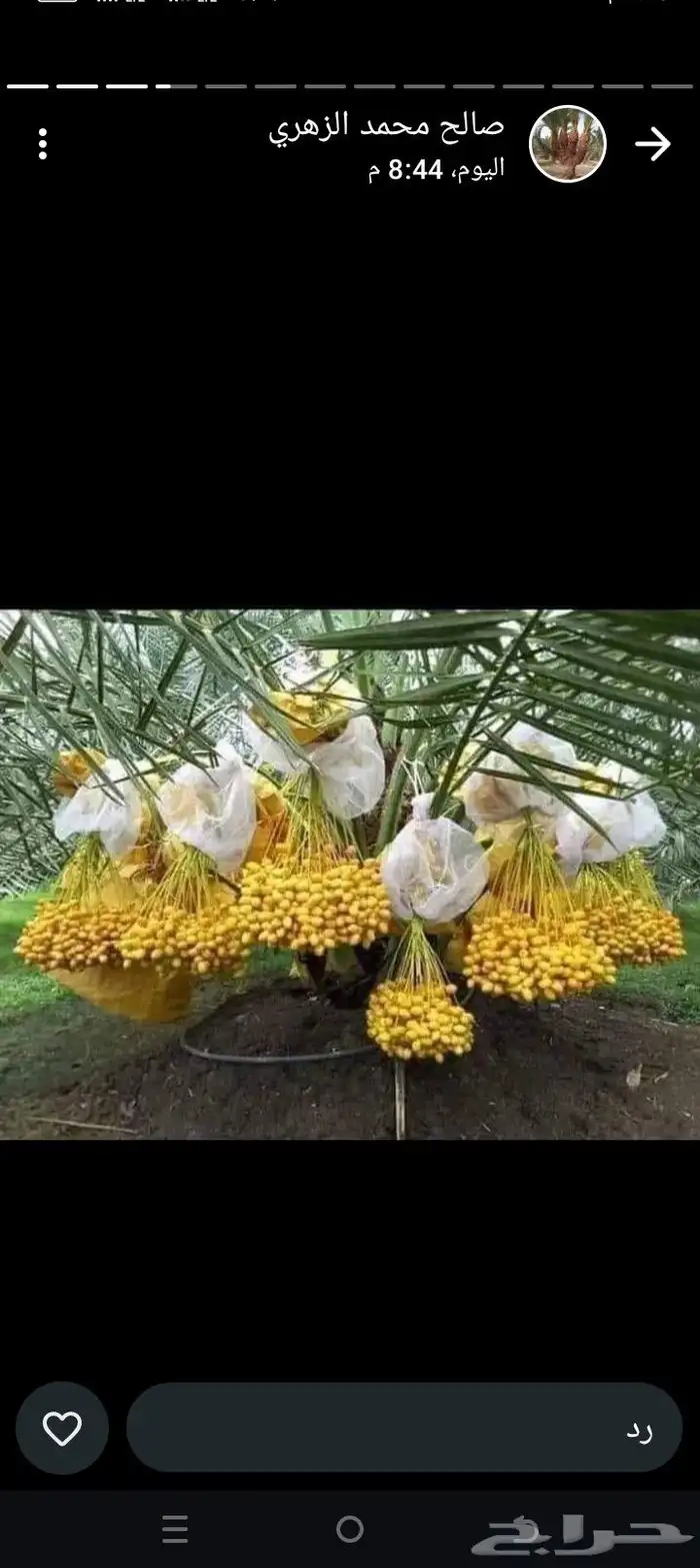 ابو زهران توريد جميع انواع أنخيل عربي وشطني توصيل يشمل جميع 5