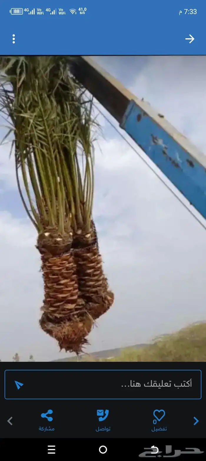 ابو زهران توريد جميع انواع أنخيل عربي وشطني توصيل يشمل جميع 0