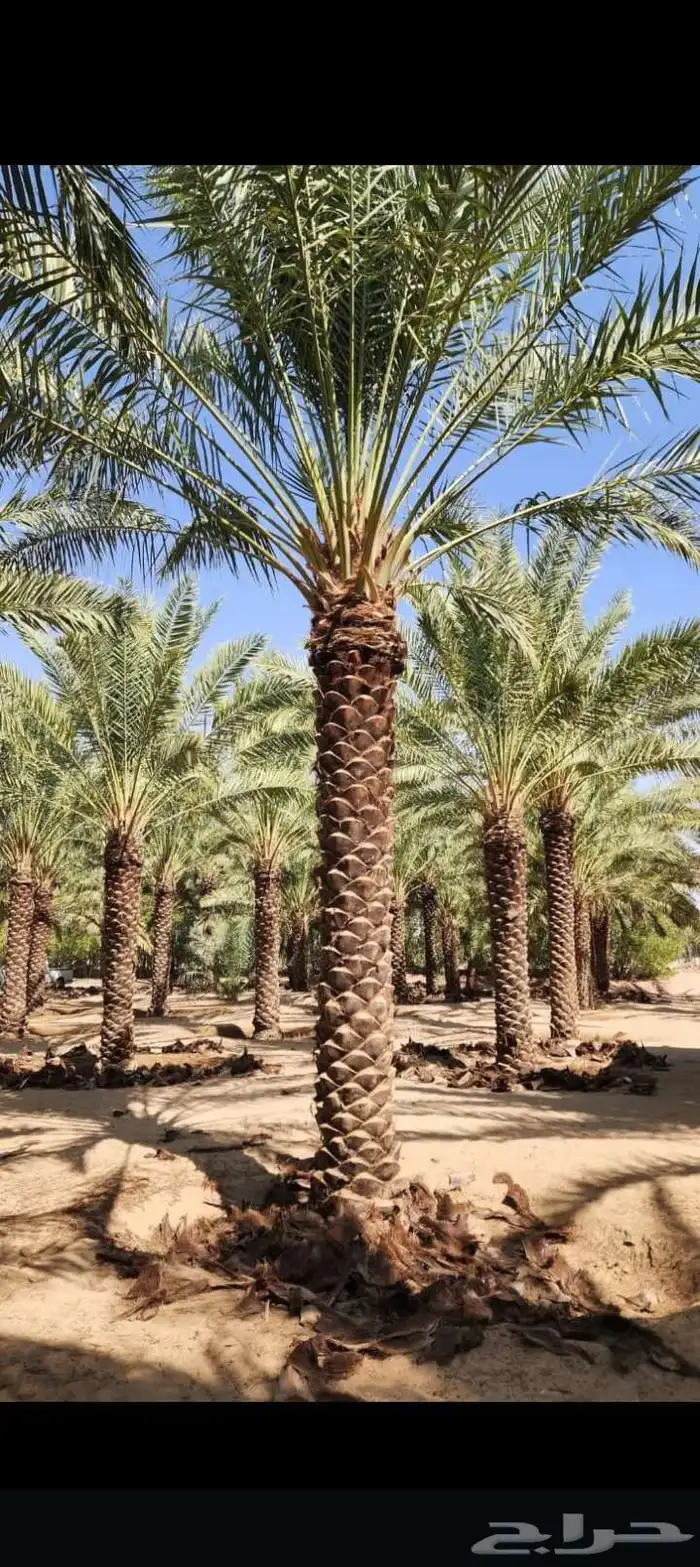 يوجد لدينا فسائل نخل بجميع انواعها المقاسات توصيل كل المناطق 8