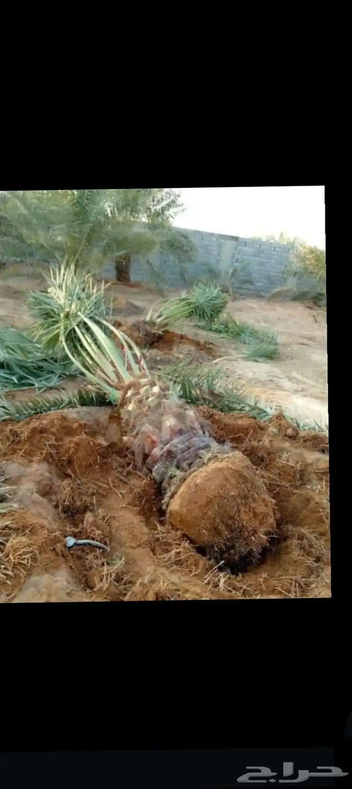 ابو زهران توريد جميع انواع أنخيل عربي وشطني توصيل يشمل جميع 4