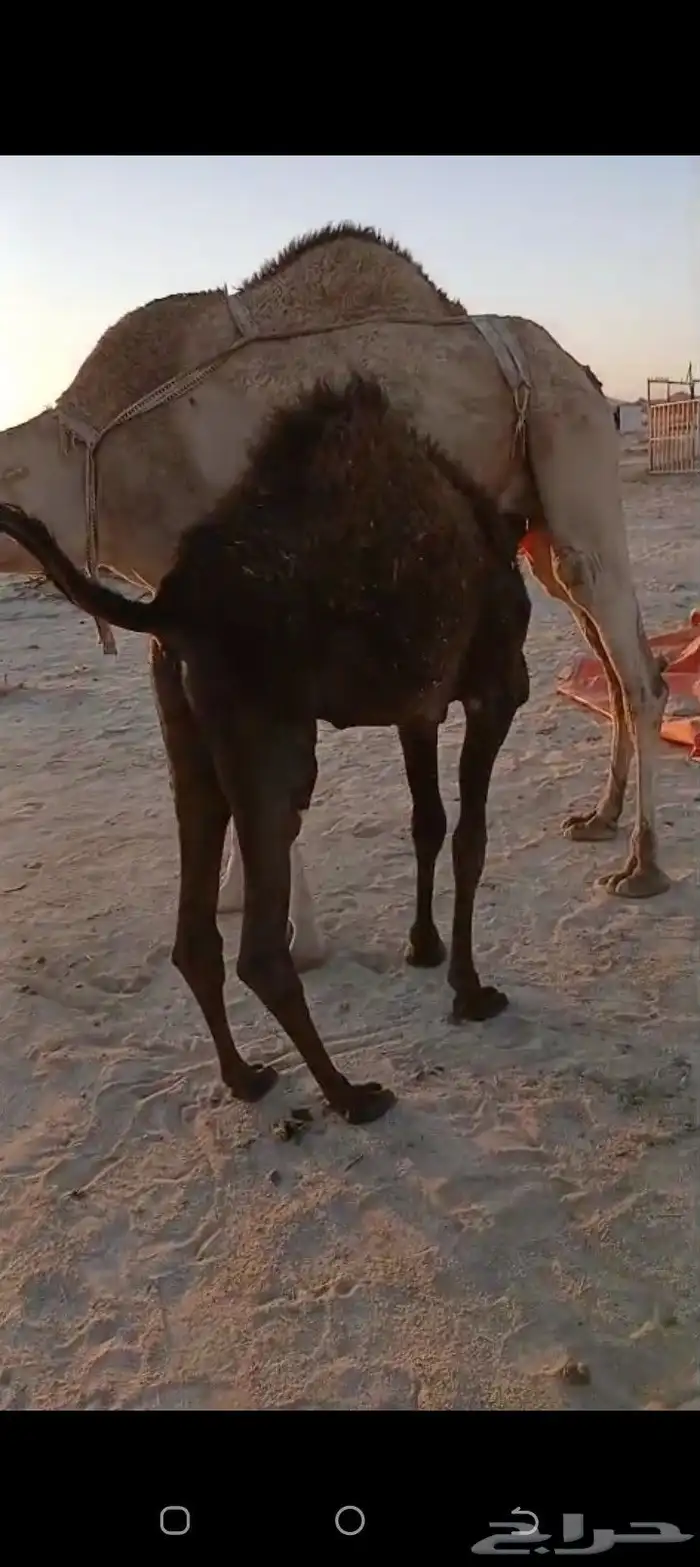 لبيع بكره عمرها 6شهور. على الحليب الموقع العدابه شرق طريب 1