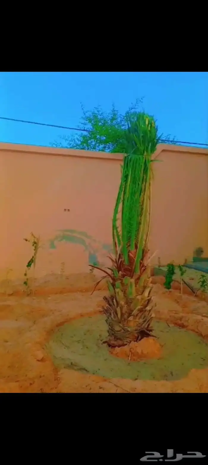 ابو زهران توريد جميع انواع أنخيل عربي وشطني توصيل يشمل جميع 3