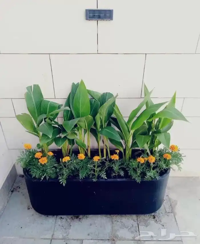 منسق حدائق وتركيب جميع شبكات الري العادي والاتمتك 5