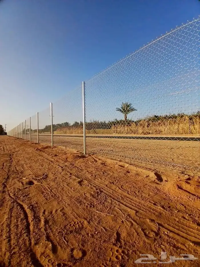 متخصصون في جميع نواع النخيل عربي واشنطونياء جميع المقاسات نو 8