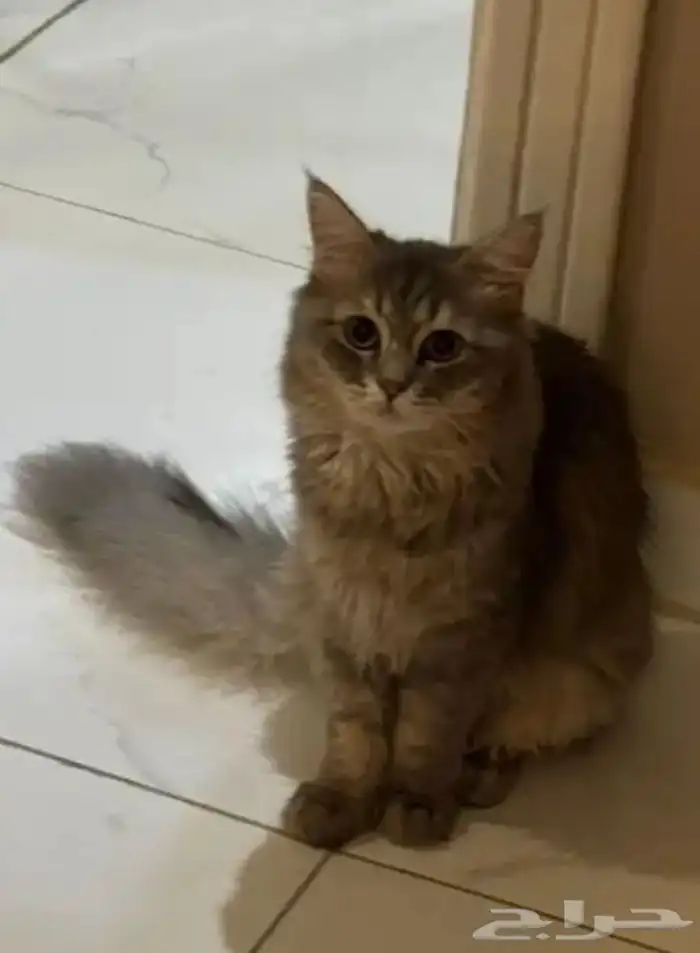 قطط للتبني جميلين مع أغراضهم 1