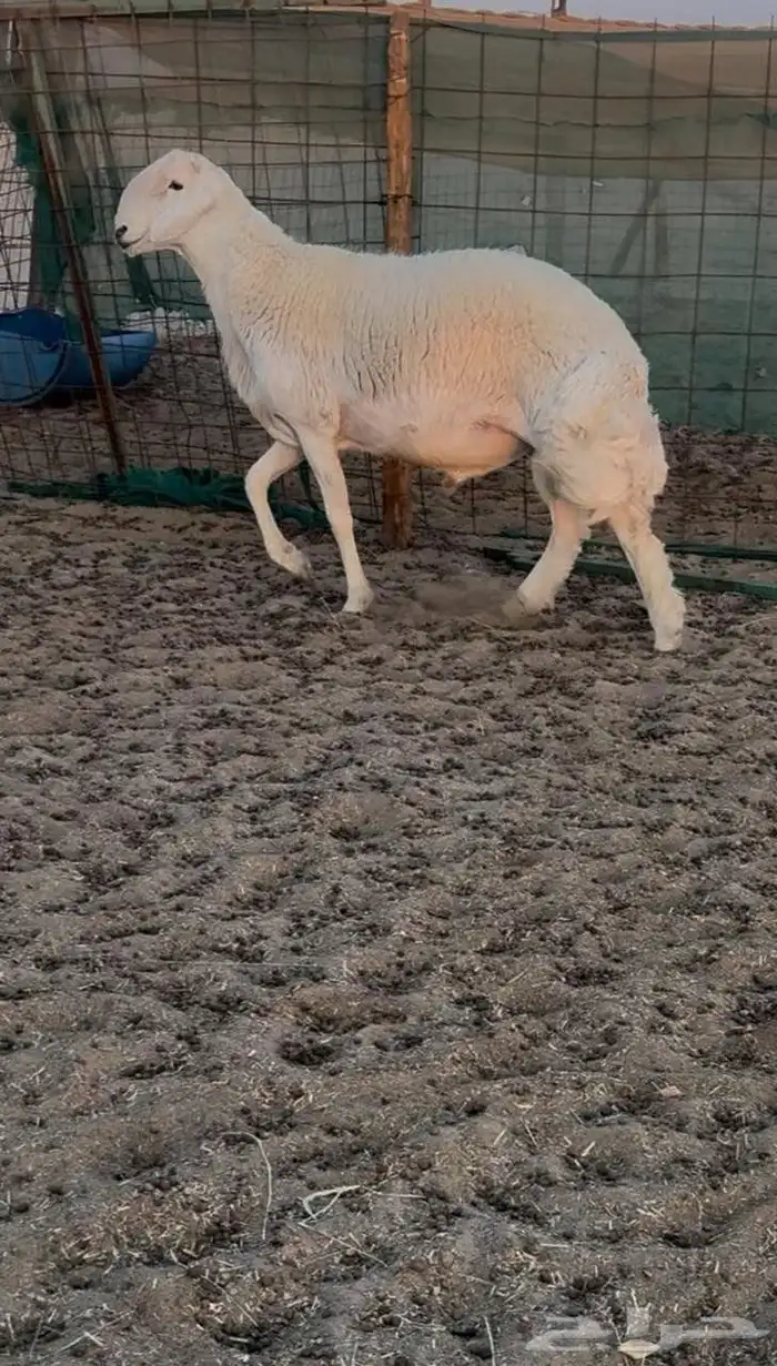 طلي حري مشروع فحل فاخر 1