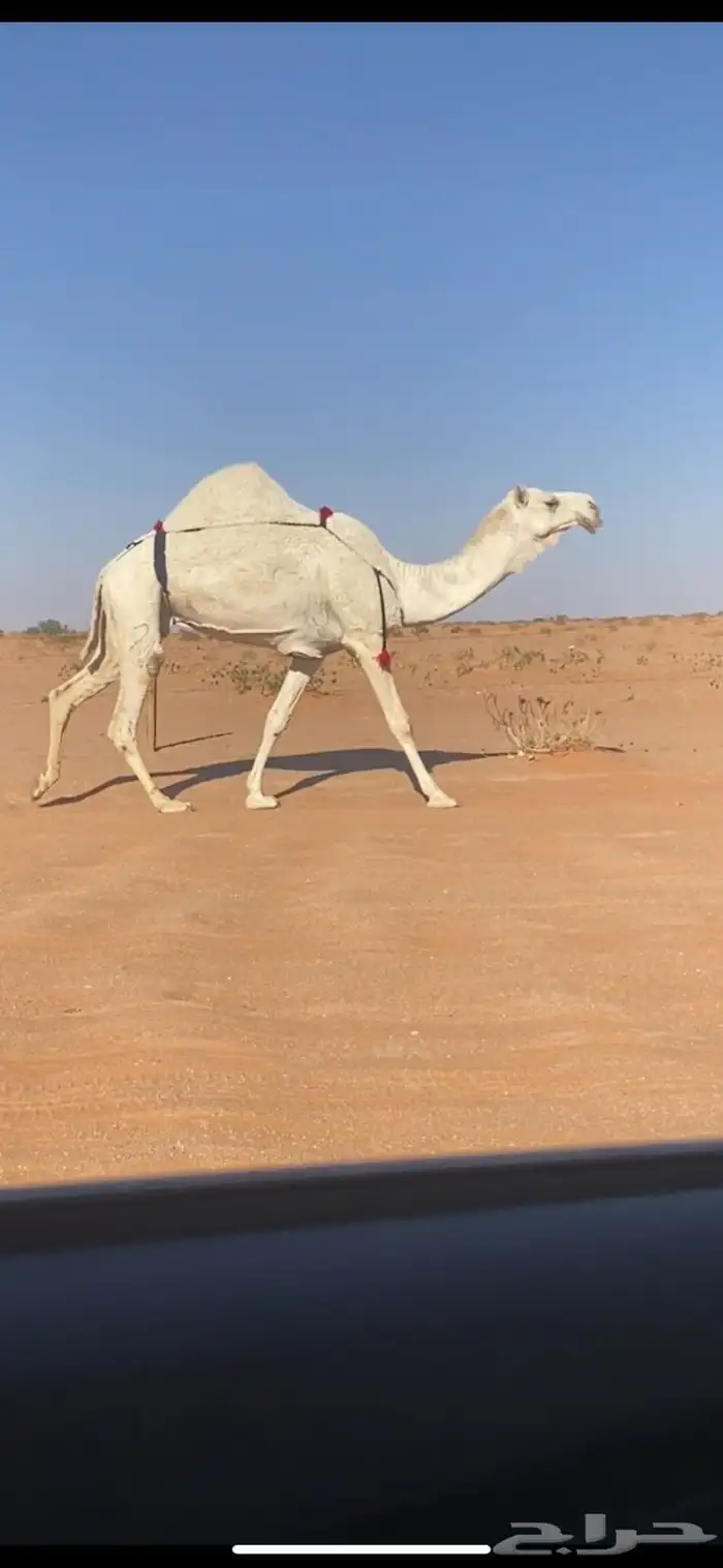 للبيع وضحاء خفوت كفو 0