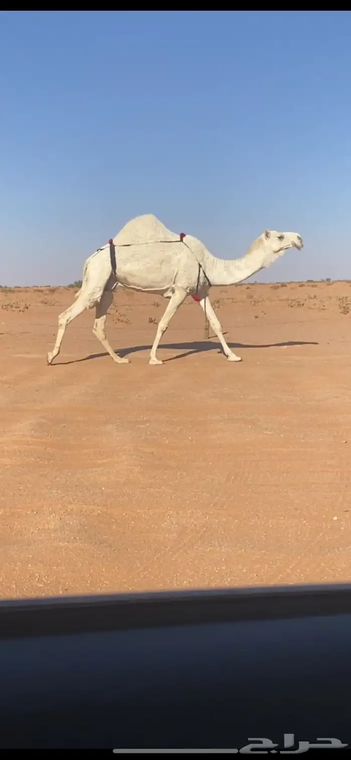 للبيع وضحاء خفوت كفو 2