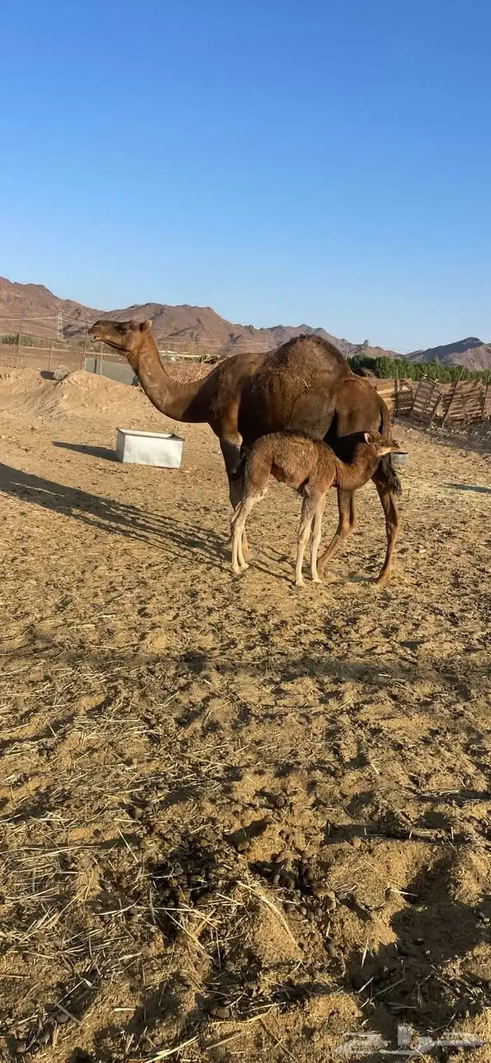 خلفات منايح للبيع الحد من 8000 تم البيع 1