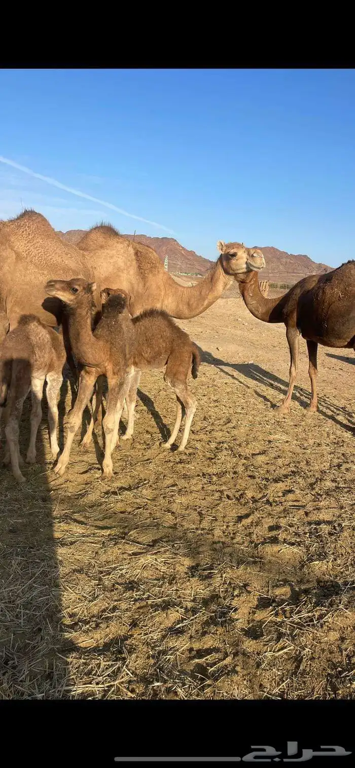 خلفات منايح للبيع الحد من 8000 تم البيع 2