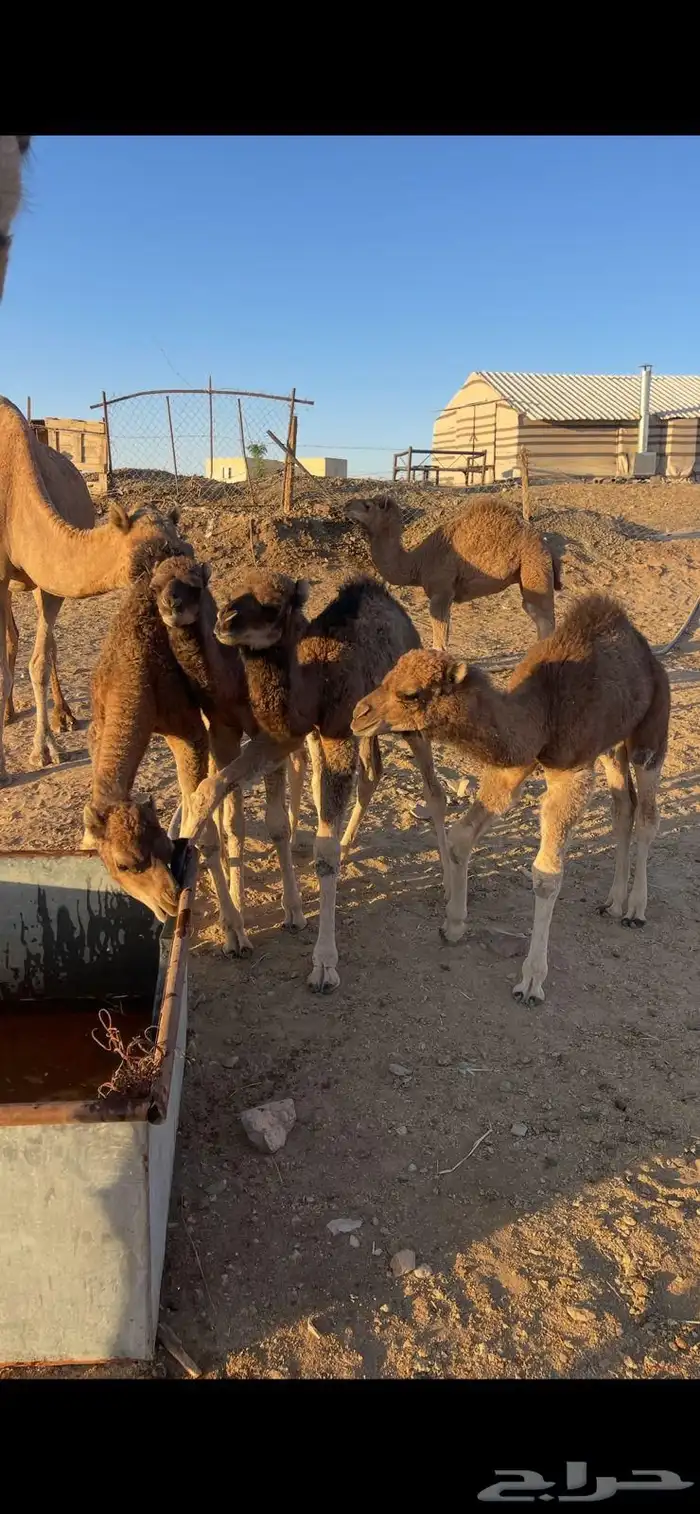 خلفات منايح للبيع الحد من 8000 تم البيع 10