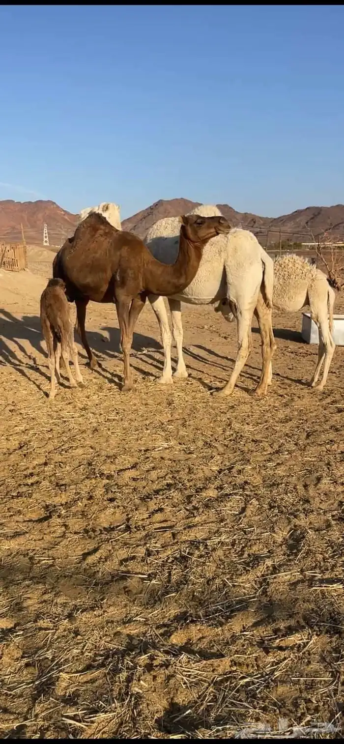 خلفات منايح للبيع الحد من 8000 تم البيع 5